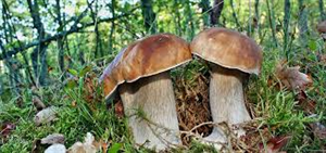 Titolo per la Raccolta Funghi